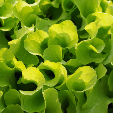 Plants maraichers