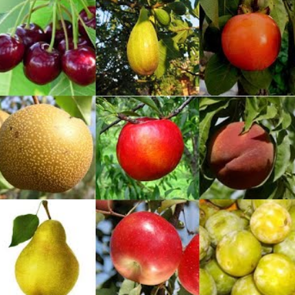 Fruitiers