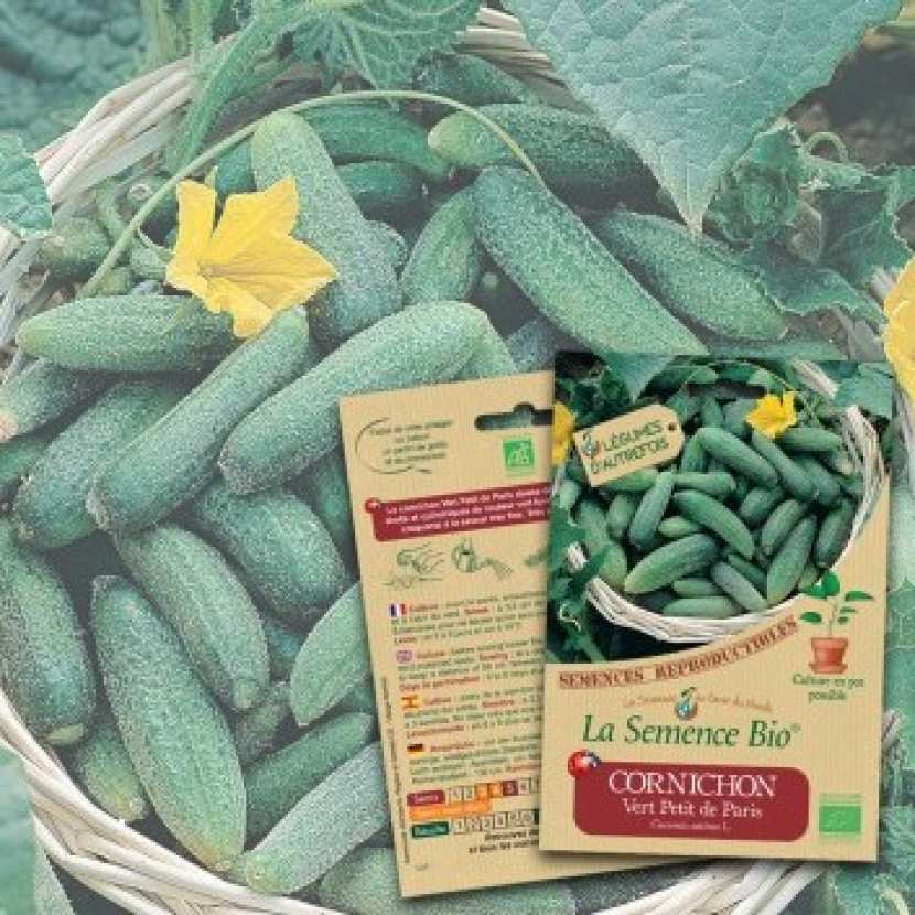 CORNICHON Vert Petit de Paris Bio