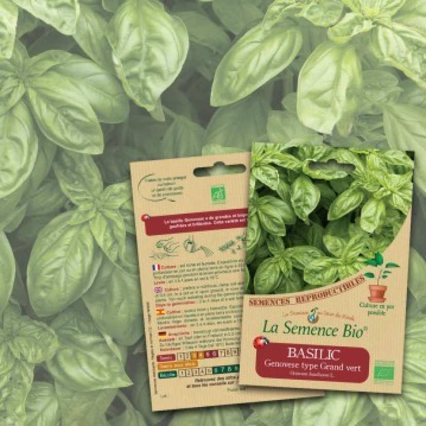 Kit basilic Genovese bio