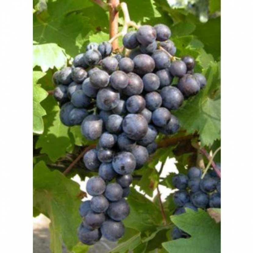 Plant De Vigne Muscat Bleu 2L – Raisin De Table Précoce, Résistant Au Froid, Pour Pergolas Ou Treillis - 8